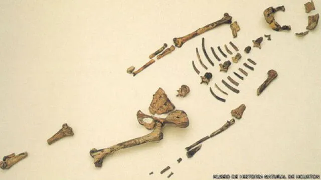 El 40% del esqueleto de Lucy está conservado. Foto: Museo de Historia Natural de Houston