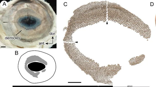 Dentículos oculares del tiburón ballena. Foto: PLOS