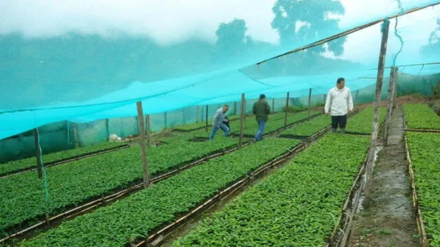 Producen plantones de café en viveros de Amazonas