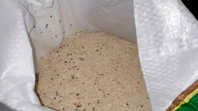Coronavirus: reparten arroz con gorgojos y alcalde en Argentina pide “que lo coman igual”