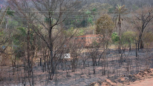 Incendios forestales arrasan con los bosques bolivianos. Foto: EFE.