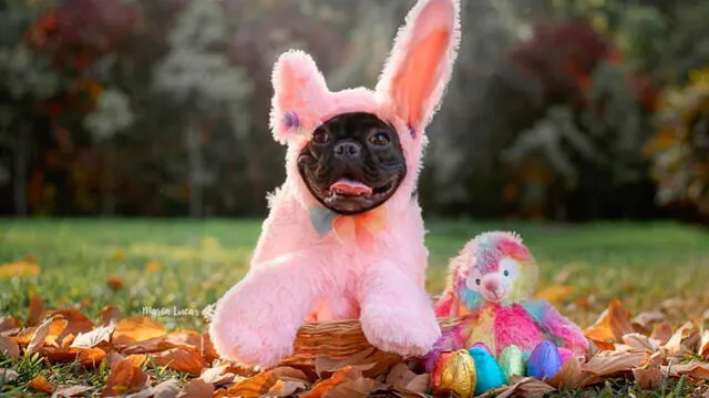 Después de cinco meses de empezar con la cuenta de Pepper, algunas marcas contactaron a Mariella Rodriguez. Foto: Instagram Después de cinco meses de empezar con la cuenta de Pepper, algunas marcas contactaron a Mariella Rodriguez. Foto: Instagram