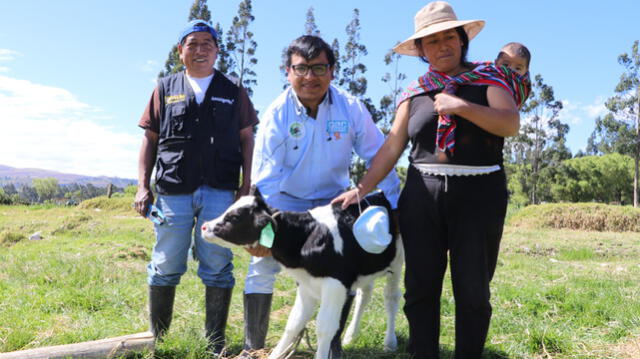 Proyecto Ganadero busca mejorar producción lechera en Cajamarca
