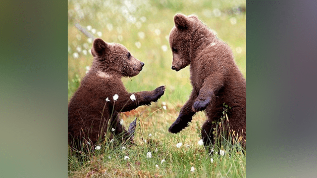 Osos jugando