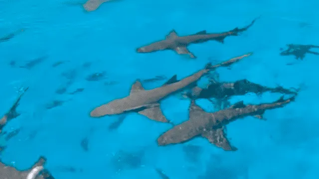 experimento tiburones