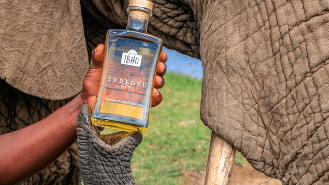 Ginebra, la bebida alcohólica hecha con excremento de elefante y que es un ‘boom’ en África