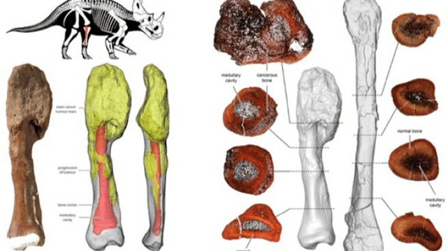 Hallan un cáncer maligno en los restos de un dinosaurio por primera vez en la historia [FOTOS]