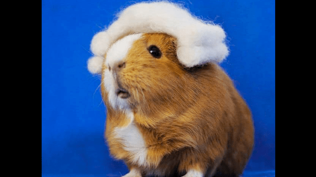 Facebook viral: cuy peruano se vuelve ‘cosplayer' y desata furor en redes sociales [FOTOS]