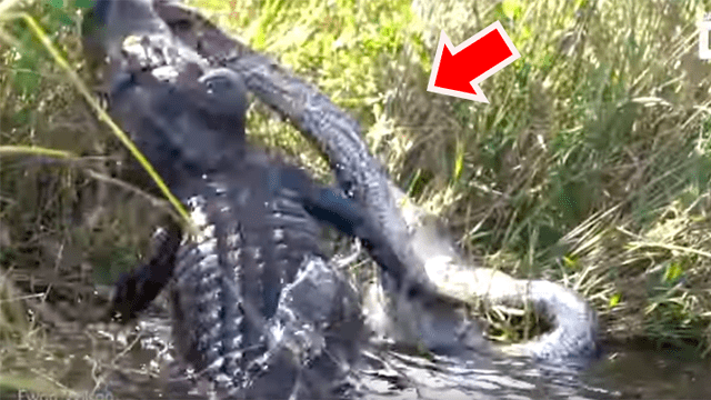 YouTube viral: brutal pelea entre hambriento cocodrilo y pitón gigante tiene desolador final [VIDEO]