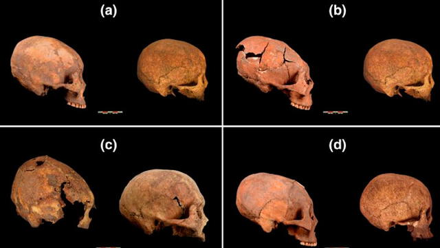 Cráneos modificados a la izquierda de cada imagen. A la derecha, los cráneos que no se modificaron. Foto: American Journal of Physical Anthropology.