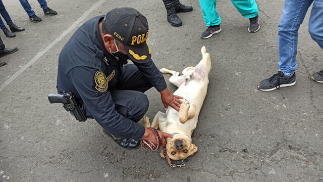 Inicialmente, médicos difundieron la historia de que Lucky esperaba a su dueño internado por COVID-19. Foto: Deysi Portuguez / URPI-GLR