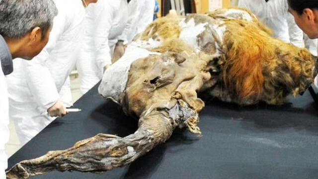 Hallazgo de cabeza de lobo gigante de 40 mil años sorprende a la comunidad científica