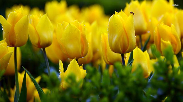 Flores amarillas en Año Nuevo