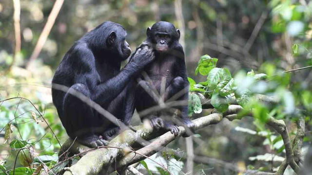 Los chimpancés bonobo