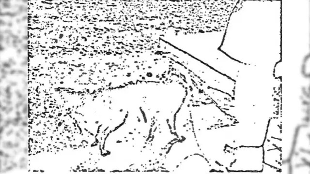 Documentos desclasificados revelan siniestros experimentos que la CIA realizó con perros