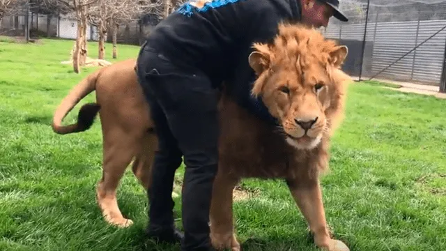Facebook viral: conmovedor momento en que león se reencuentra con su cuidador y depredador se vuelve mansito