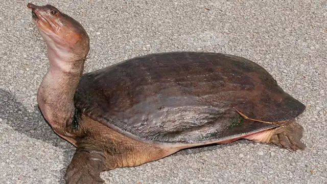 Muere la última hembra conocida de una especie de tortugas en peligro de extinción [FOTOS]
