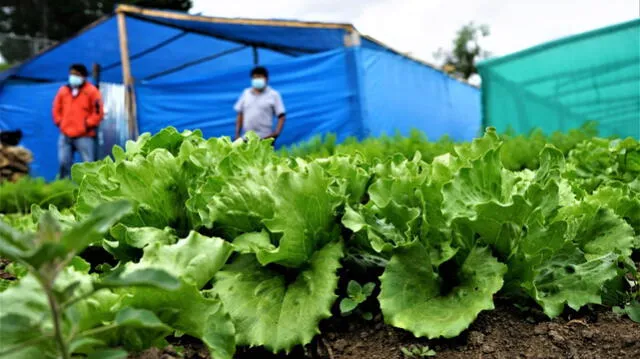 Cosechan hortalizas en biohuertos de Cajamarca