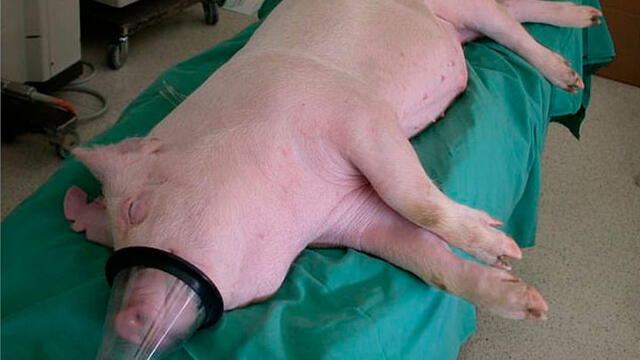 Primero se intentará trasplantar un riñón de cerdo en una persona. Foto: Barcroft Pacific.