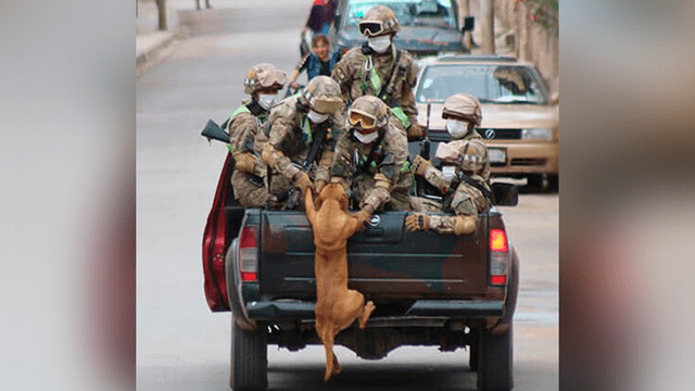 soldados adoptan perros