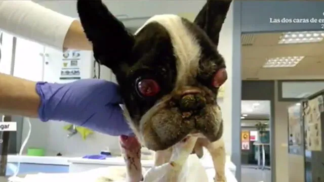 El bulldog fue hallado enfermo, con lesiones y claras señales de desnutrición. (Foto: Captura)