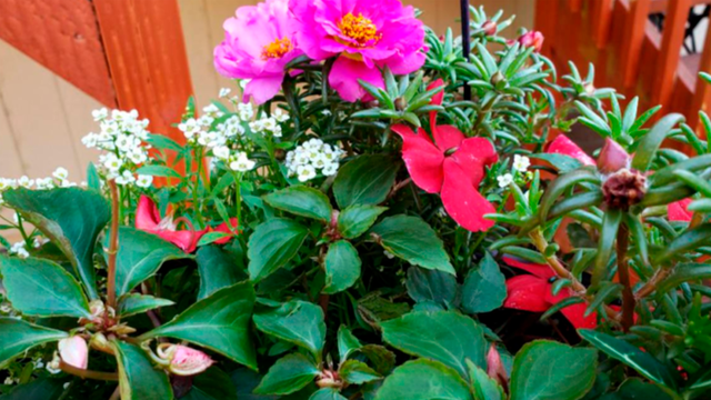 Facebook viral: ¿encuentras a la rana escondida entre las flores? El nuevo reto visual que nadie supera [FOTOS]