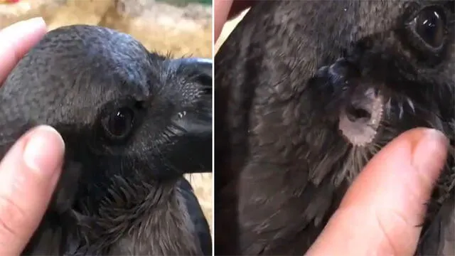 Chica acaricia a un cuervo y descubre extraño detalle sobre su anatomía [VIDEO]