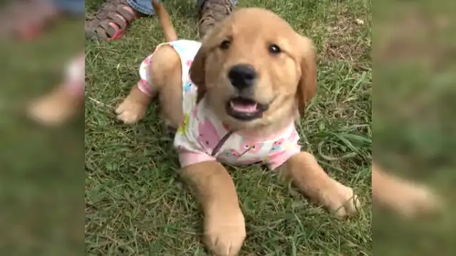 Joven le compra un pijama nuevo a su perrita y esta tiene curioso comportamiento al probárselo [VIDEO]