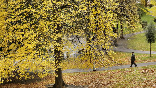 El equinoccio de otoño se reconoce por la caída de las hojas y la migración de las aves. Foto: Alfredo Aldai / EFE