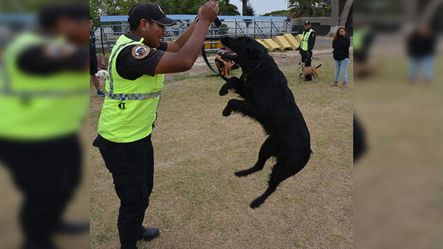  Mascotas rescatadas de las calles conforman la Brigada Canina de Surco [FOTOS]