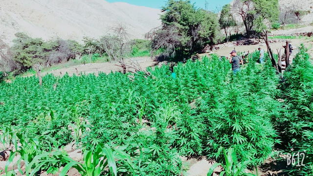  Ica: policía destruye más de 25 mil plantones de Marihuana cultivados en valle