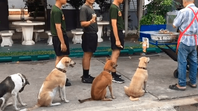 Facebook viral: perros esperan en fila para recibir comida y emocionan a miles de usuarios [VIDEO]