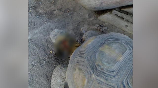 Rescatan a tortuga herida que vivía en parque recreacional de Tacna [FOTOS]