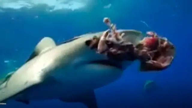 YouTube viral: gigantesco tiburón aparece en 'selfie' que intentó tomarse un arriesgado buzo [VIDEO]