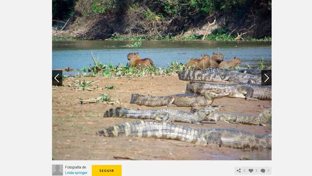Caimanes al lado de una capibara, en los Pantanos de Brasil. Foto: Linda Springer.