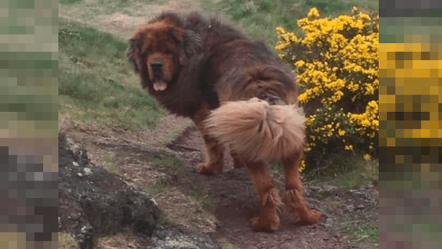Perro de raza grande ataca a tres mujeres y es condenado a muerte [FOTOS] 