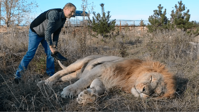 YouTube viral: guía de turistas se lleva el susto de su vida al encontrar a enorme león 'muerto' [VIDEO] 