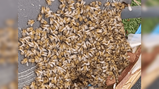 Familia descubre enjambre de abejas oculto en la cama elástica de su hija [FOTOS]