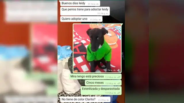 facebook – redes sociales – WhatsApp – mascotas – lomitos – discriminación – animales