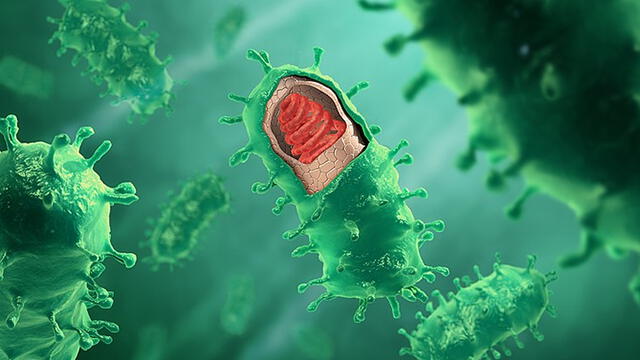 Lyssavirus: ¿qué es el virus de la rabia, según la OMS? Foto: captura wikipedia.