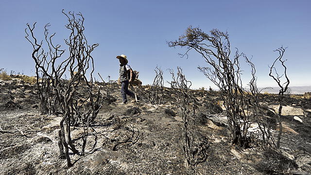 Se apagó incendio forestal en Arequipa pero dejó un terrible daño ecológico
