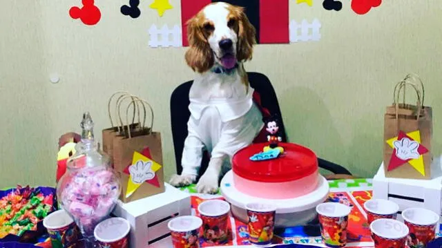 Dog llegó a la vida de Yasmin Lopez, luego de haber perdido a su anterior mascota por una enfermedad. Dog llegó a la vida de Yasmin Lopez, luego de haber perdido a su anterior mascota por una enfermedad.