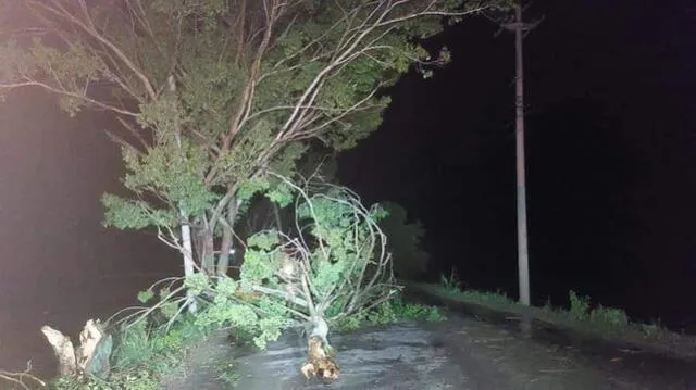 Fuertes vientos derribaron árboles en Bagua Grande