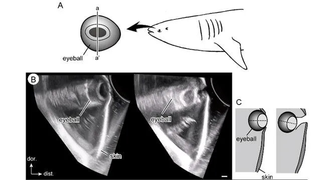 Retracción ocular del tiburón ballena en datos de ultrasonido. Foto: Plos
