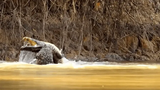 Hambriento jaguar se pelea a muerte con enorme cocodrilo en lago y sucede lo peor