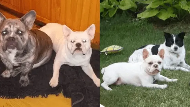 Mascotas de Lisa Urso, a la izquierda el bulldog francés que la atacó. (Foto: Facebook)