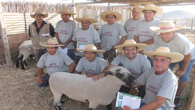 Arequipa: mejorarán raza genética de ovinos en distrito Deán Valdivia