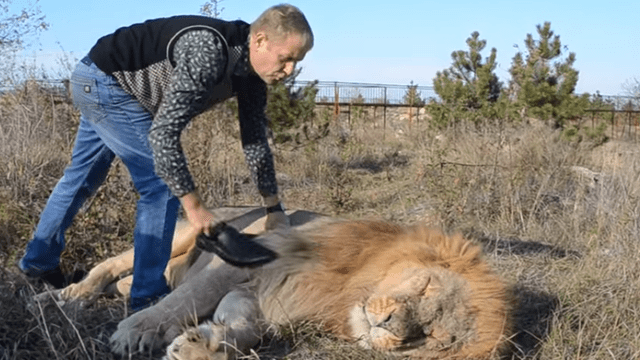 YouTube viral: guía de turistas se lleva el susto de su vida al encontrar a enorme león 'muerto' [VIDEO] 