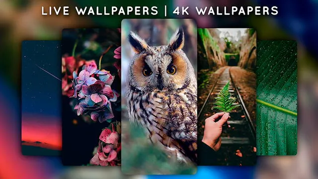 Live Wallpapers - 4K Wallpapers
