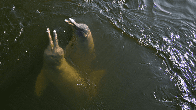 Buscan salvar de la extinción a los delfines de río en el Amazonas [FOTOS]